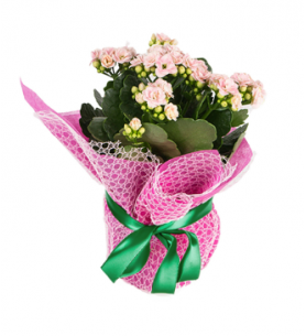 Pembe Kalanchoe (~26 cm)